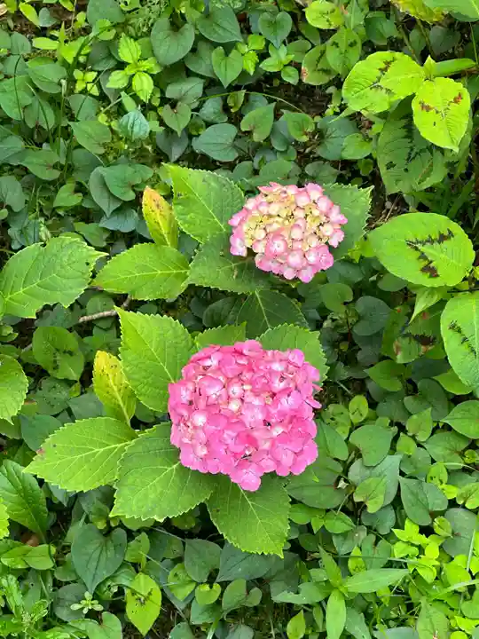 高幡不動尊 金剛寺(東京都)