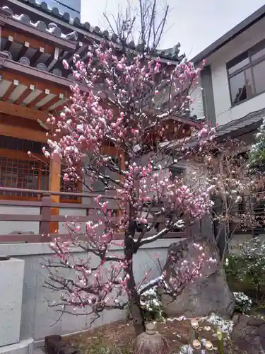 教安寺(神奈川県)