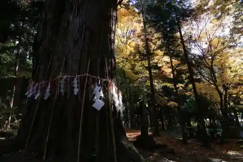 磐椅神社の自然