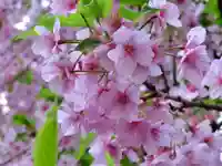 元三島神社の自然