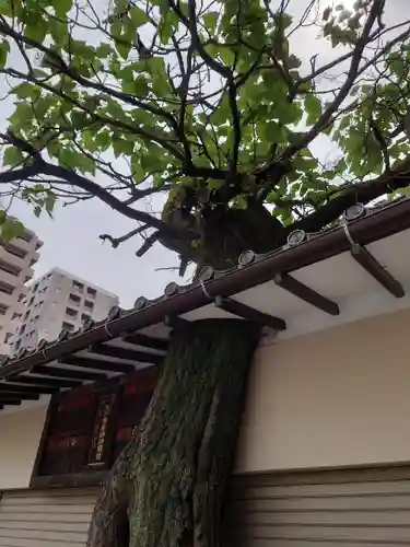 真源寺（入谷鬼子母神）の自然