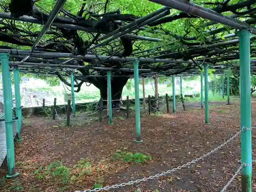 西寒多神社の自然