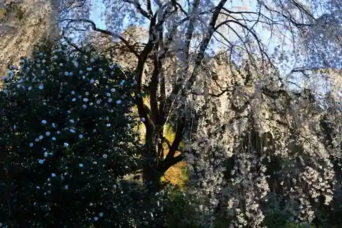 州伝寺の自然