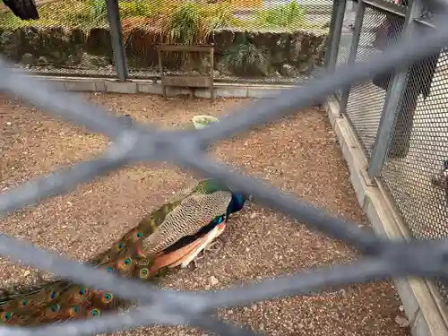 天台宗 五大山 白毫寺の動物