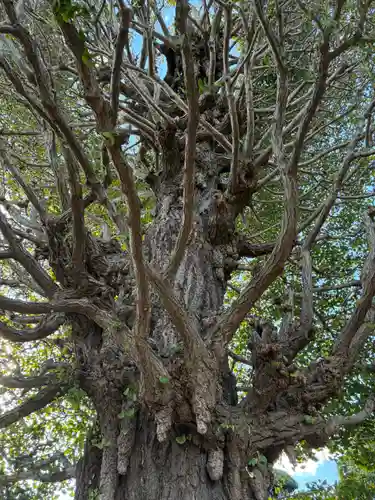 真蔵院(千葉県)