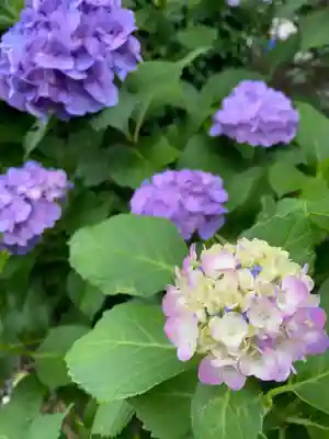 本光寺(愛知県)