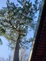 熊野神社の自然