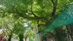 間々田八幡宮の自然