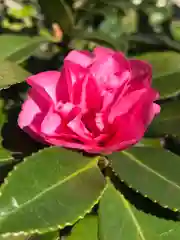 菊田神社の自然