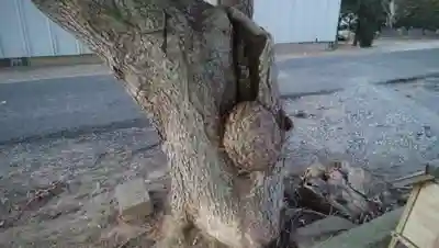 稲荷神社の自然