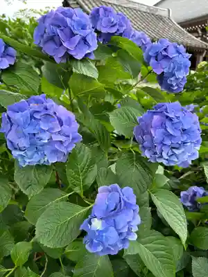 能護寺(埼玉県)