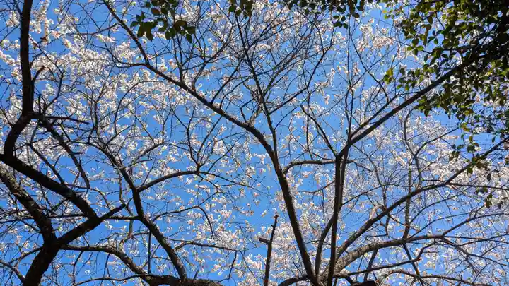 櫻岡大神宮の自然