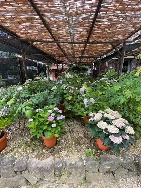 岡寺(龍蓋寺)(奈良県)