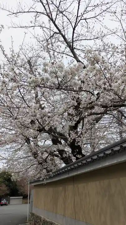 勝林寺(京都府)