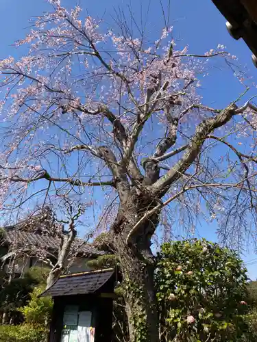 光照寺(神奈川県)