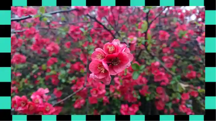 冠稲荷神社(群馬県)