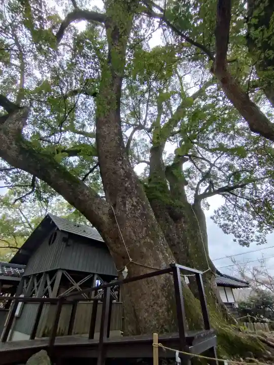藤白神社の{uncategorized: "未分類", other: "その他", undefined: "問題あり", building: "その他建物", grave: "お墓", sacred_gate: "鳥居", guardian: "狛犬", statue: "像", buddha: "仏像", history: "歴史", nature: "自然", garden: "庭園", animal: "動物", pagoda: "塔", temizu: "手水舎", mountain_gate: "山門・神門", sanctuary: "本殿・本堂", subordinate: "末社・摂社", art: "芸術", scenery: "景色", jizo: "地蔵", ema: "絵馬", goshuin: "御朱印", omikuji: "おみくじ", items: "授与品その他", amulet: "お守り", goshuincho: "御朱印帳", eats: "食事", festival: "お祭り", votive_dance: "神楽", shichigosan: "七五三参", wedding: "結婚式", experience: "体験その他", initially: "初詣", around: "周辺", anti_infection: "感染症対策"}