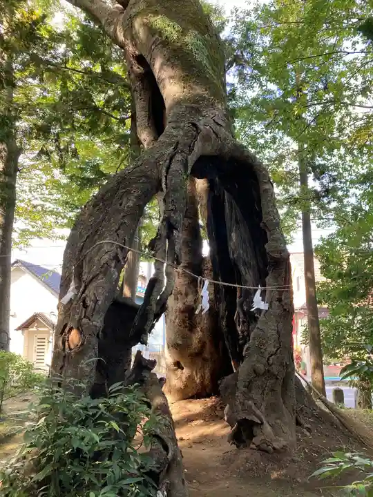 上野総社神社の自然
