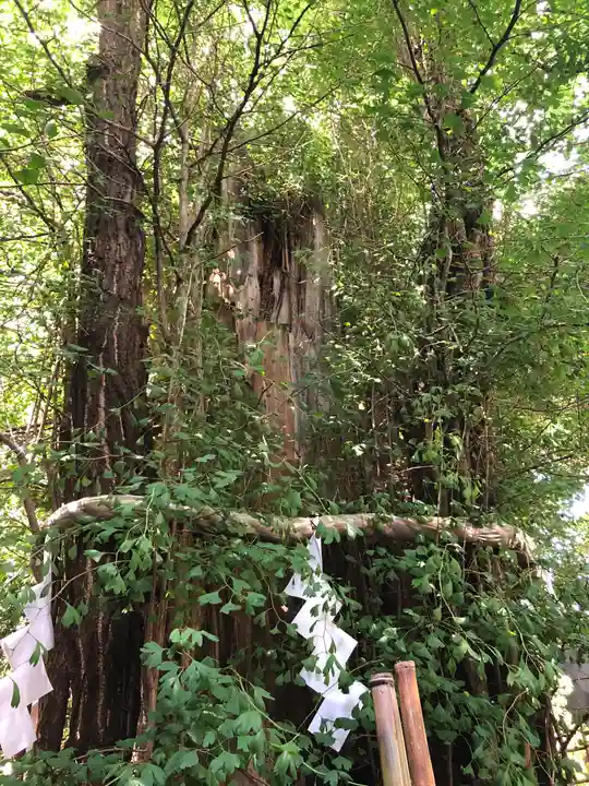 大國魂神社の自然