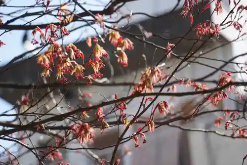 三輪神社の自然