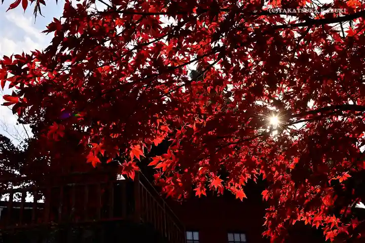 武蔵御嶽神社の自然