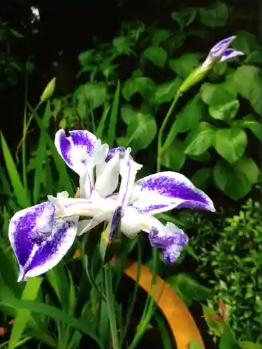 阿佐ヶ谷神明宮(東京都)