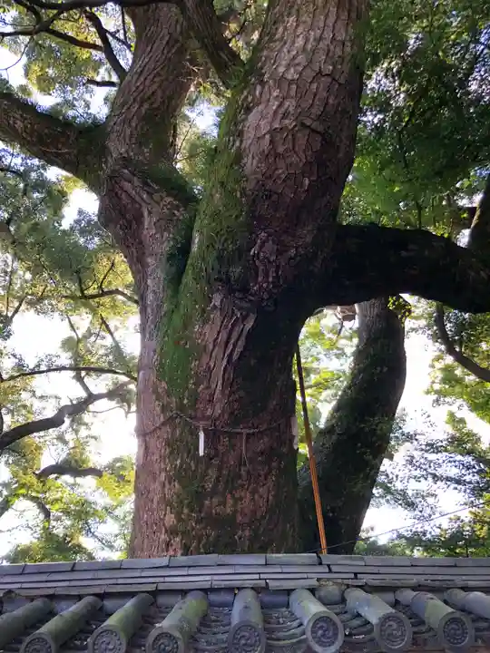 石清水八幡宮の自然