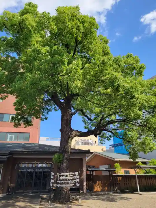 神明社(赤塚神明社)のおみくじ