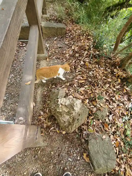 唐澤山神社の動物