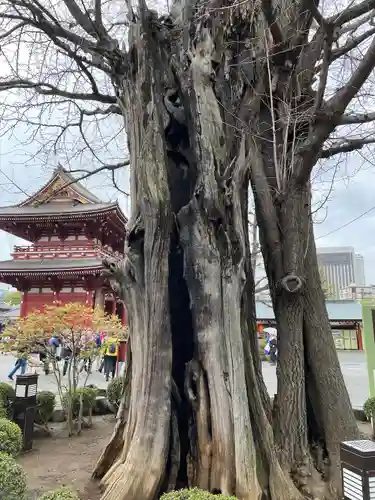 浅草寺の自然