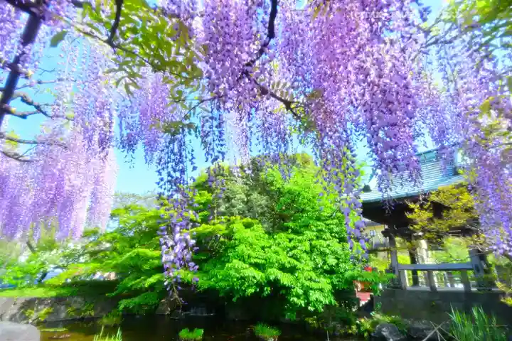 西新井大師総持寺(東京都)