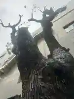 少彦名神社の{uncategorized: "未分類", other: "その他", undefined: "問題あり", building: "その他建物", grave: "お墓", sacred_gate: "鳥居", guardian: "狛犬", statue: "像", buddha: "仏像", history: "歴史", nature: "自然", garden: "庭園", animal: "動物", pagoda: "塔", temizu: "手水舎", mountain_gate: "山門・神門", sanctuary: "本殿・本堂", subordinate: "末社・摂社", art: "芸術", scenery: "景色", jizo: "地蔵", ema: "絵馬", goshuin: "御朱印", omikuji: "おみくじ", items: "授与品その他", amulet: "お守り", goshuincho: "御朱印帳", eats: "食事", festival: "お祭り", votive_dance: "神楽", shichigosan: "七五三参", wedding: "結婚式", experience: "体験その他", initially: "初詣", around: "周辺", anti_infection: "感染症対策"}