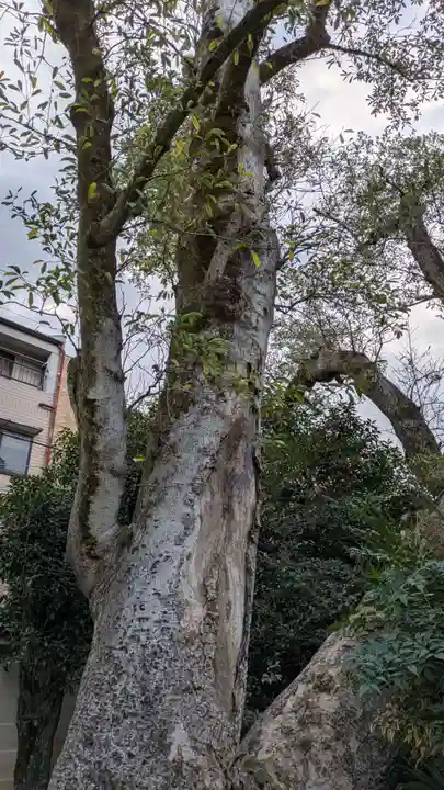 白峯神宮(京都府)