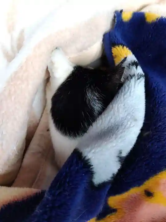 御誕生寺(猫寺)(福井県)