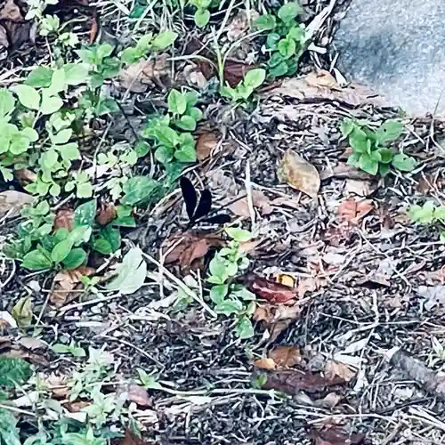 尾張猿田彦神社 奥宮(愛知県)