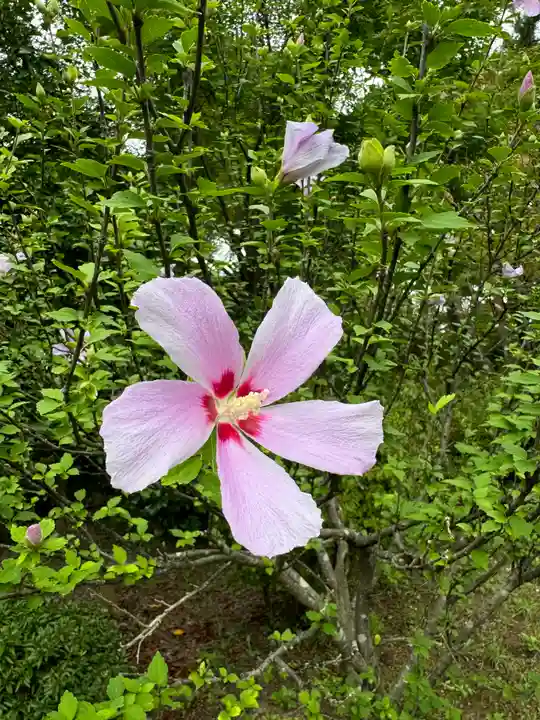 開成山大神宮の御朱印