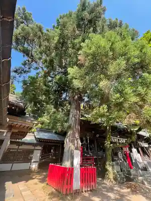 須佐神社・大祖大神社の自然
