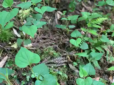 熊野神社の動物