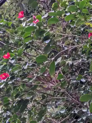 椿大神社(三重県)
