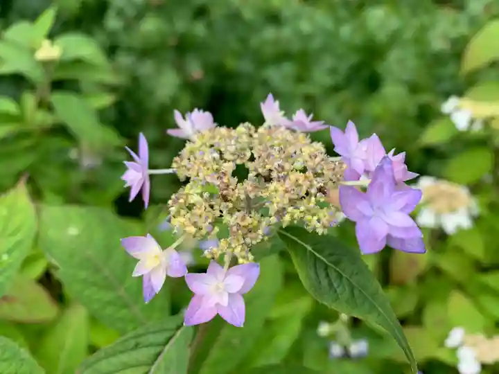普門寺(切り絵御朱印発祥の寺)(愛知県)