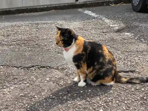 お松大権現の動物