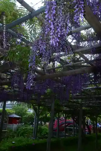 亀戸天神社(東京都)