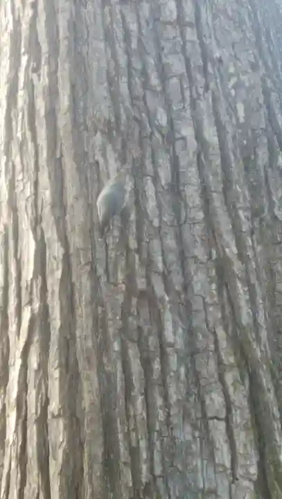 音更神社の動物