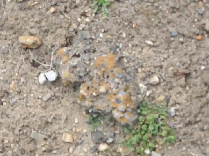 星宮神社 (常見町)(栃木県)
