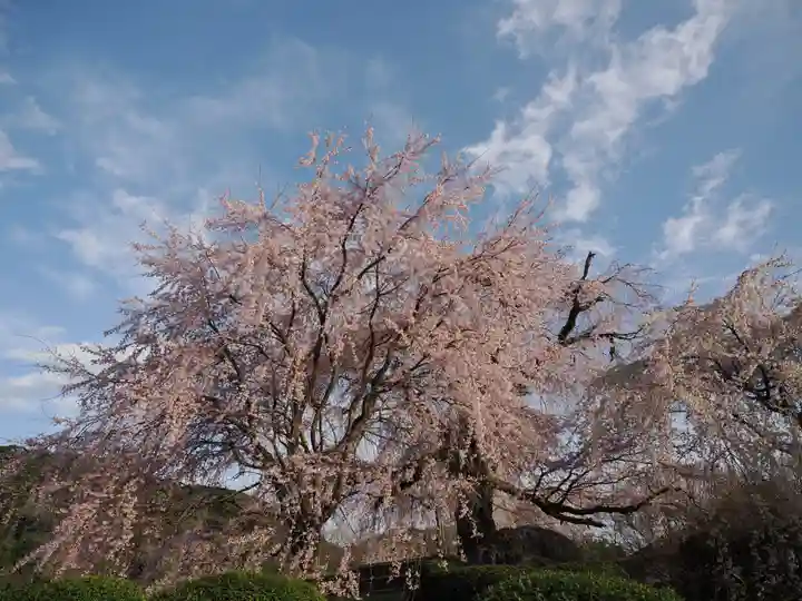 八坂神社(祇園さん)の自然