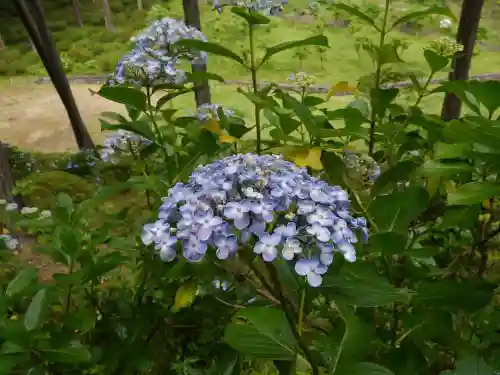 塩船観音寺の自然