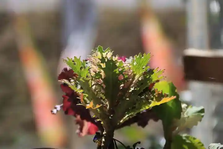 高司神社〜むすびの神の鎮まる社〜の自然