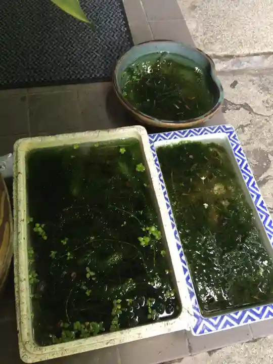 銀杏岡八幡神社の動物