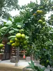 賀茂別雷神社の自然