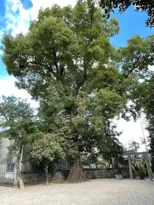 夜夫多神社の自然